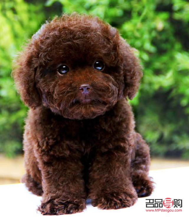 如何為太迪狗進(jìn)行專業(yè)美容