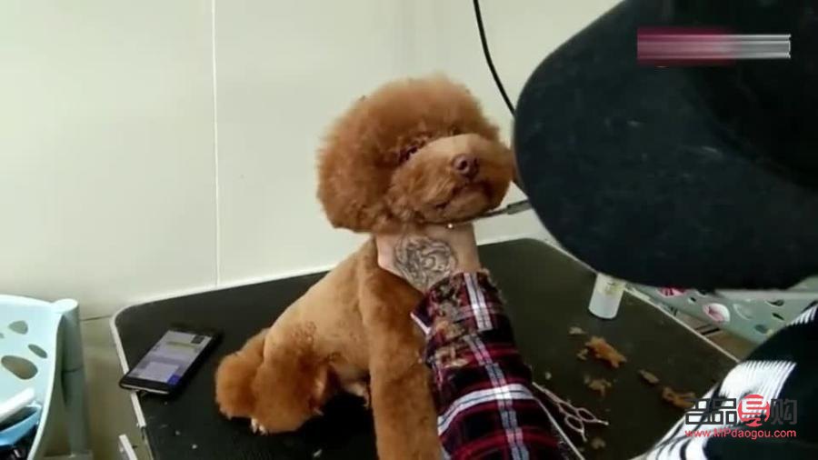 如何為太迪狗進(jìn)行專業(yè)美容