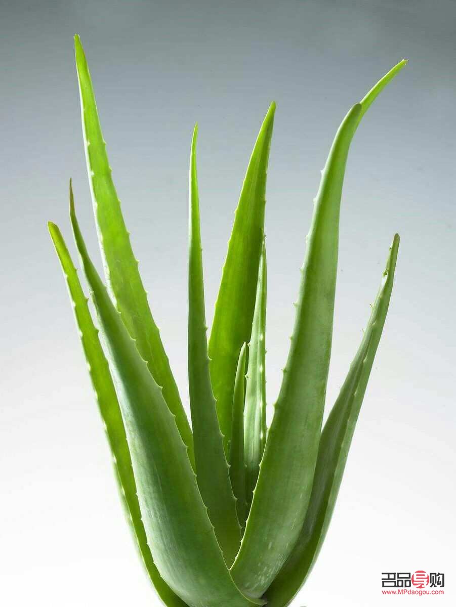 <h3>蘆薈美容怎么用</h3>