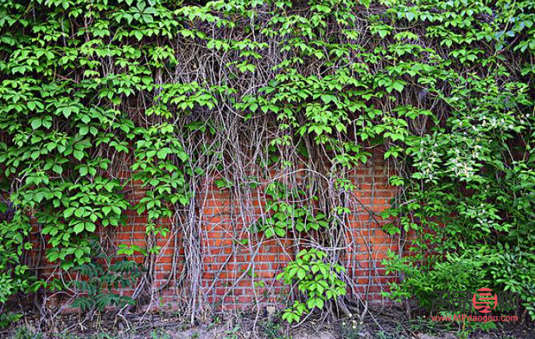 絲瓜經(jīng)的汁美容嗎(絲瓜汁美容功效)