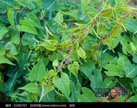 絲瓜經(jīng)的汁美容嗎(絲瓜汁美容功效)