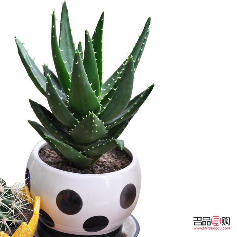 龍爪蘆薈如何美容(龍爪蘆薈如何美容養(yǎng)顏)