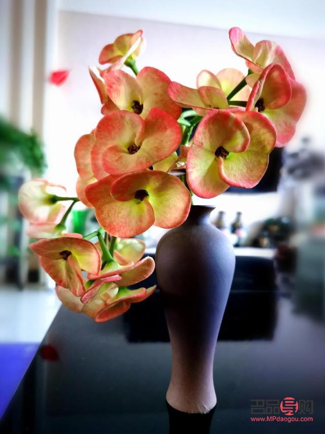 適合送上班族什么禮物(上班送什么花好)