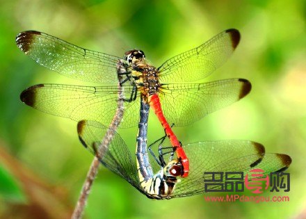 愛心之翼是什么禮物(愛心之翼是什么禮物啊)