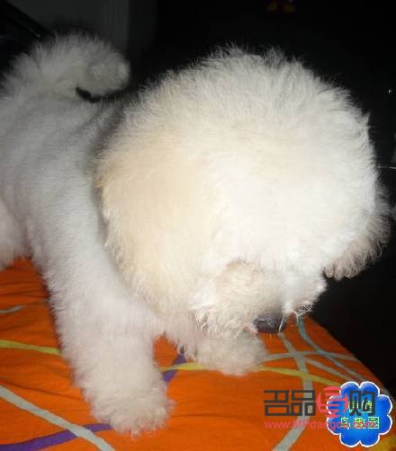 比熊多大可以美容：了解比熊的美容適宜年齡與注意事項