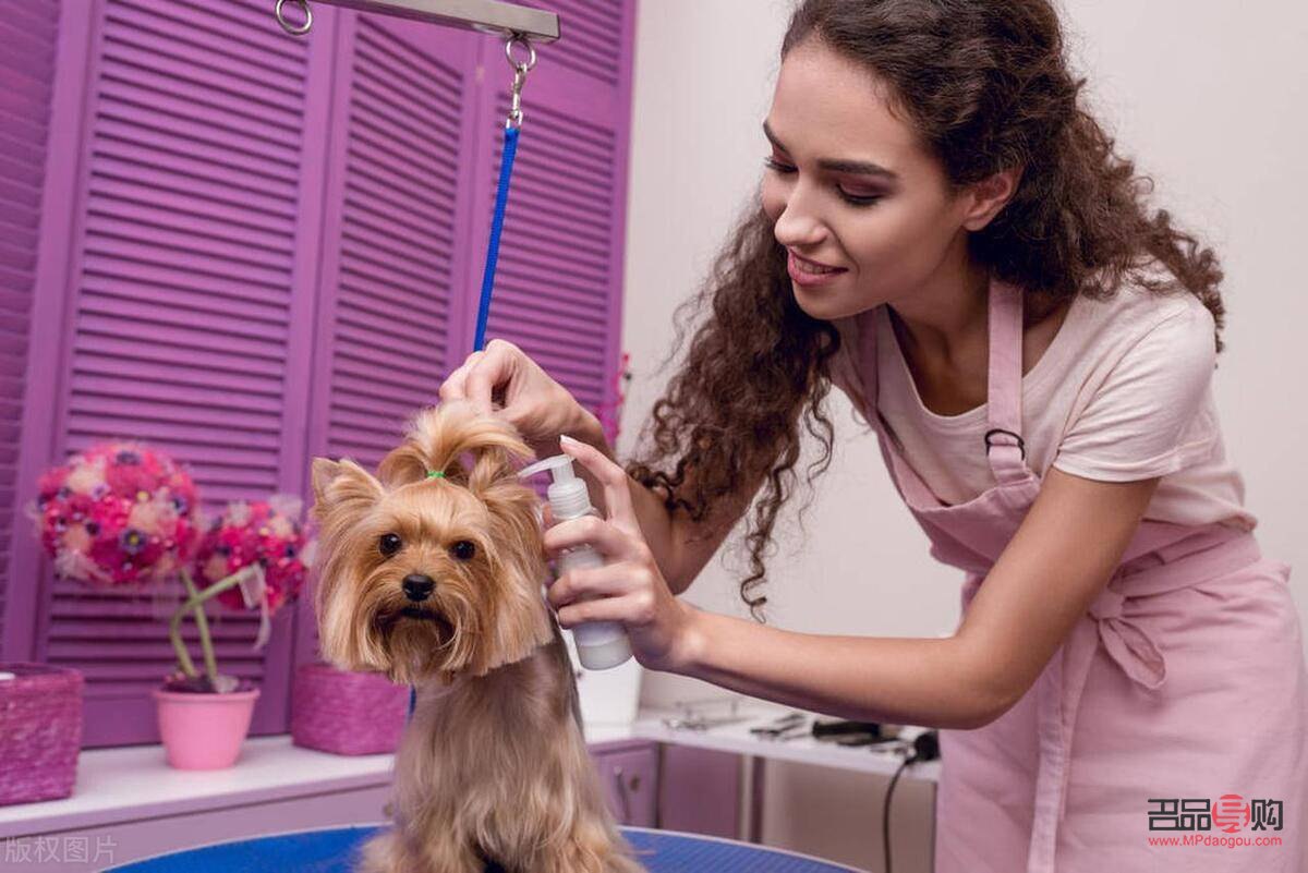 寵物美容師怎么考(寵物美容師怎么考證)