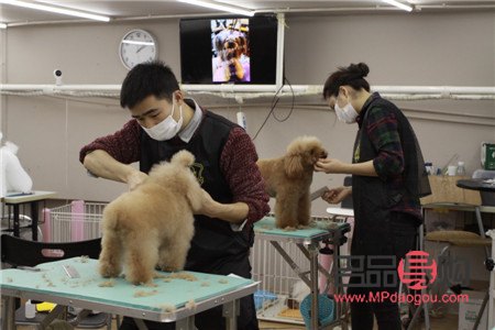 寵物美容師怎么考(寵物美容師怎么考證)