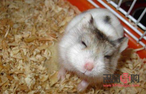 倉(cāng)鼠美容怎么做