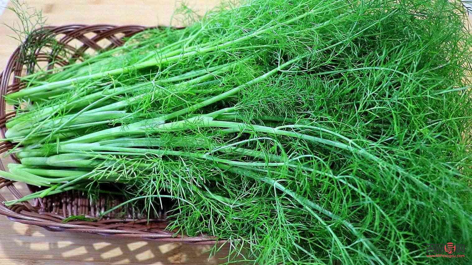 小茴香怎樣來護(hù)理身體(小茴香怎樣來護(hù)理身體的)