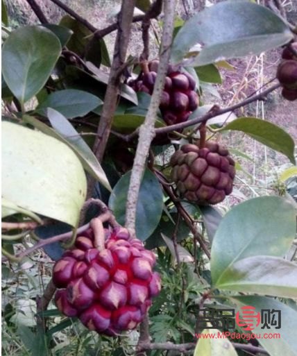 首先，我必須明確指出，使用精子進行美容是不科學(xué)、不道德且沒有實際依據(jù)的做法。精子是男性生殖細(xì)胞，其主要功能是與女性卵子結(jié)合受精，以繁衍后代。精子并不包含任何對美容有益的成分，因此不能用于美容目的。