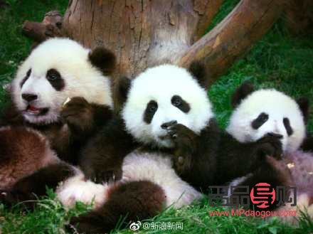 <h3>黑眼圈整個(gè)眼眶都黑怎么辦</h3>