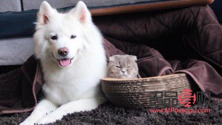 寵物美容投資探秘：打造愛寵時尚新天地