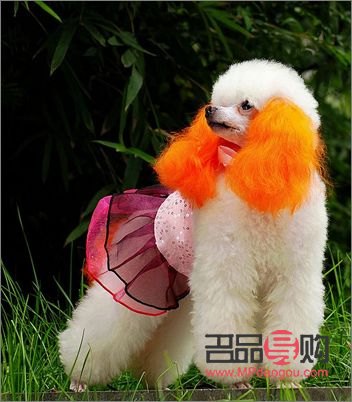 什么狗美容好看(什么美狗的品種)