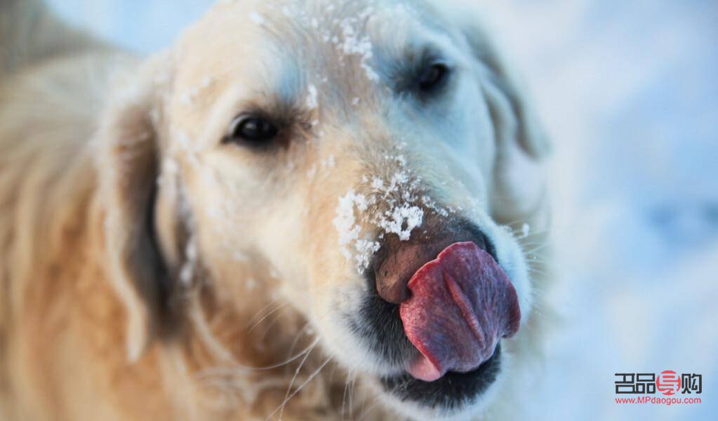 什么狗美容好看(什么美狗的品種)