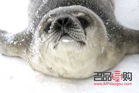 <h3>比熊身體護(hù)理全攻略：打造健康可愛的比熊寶貝</h3>