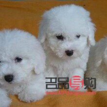 <h3>比熊身體護(hù)理全攻略：打造健康可愛的比熊寶貝</h3>