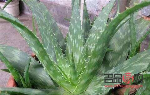 <h3>怎樣使用蘆薈美容</h3>