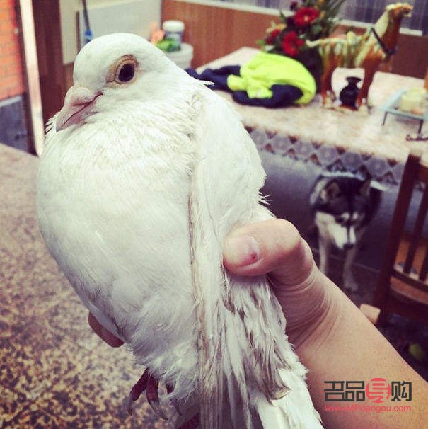 哈狗喂養(yǎng)怎么領(lǐng)取禮物(哈狗游戲喂養(yǎng)的禮物怎么領(lǐng)取)