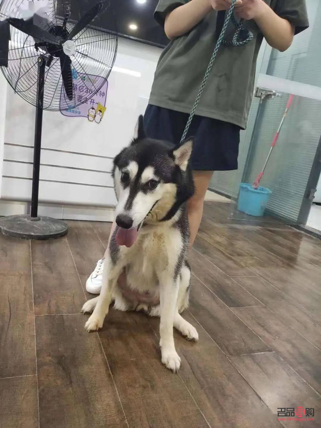 哈狗喂養(yǎng)怎么領(lǐng)取禮物(哈狗游戲喂養(yǎng)的禮物怎么領(lǐng)取)