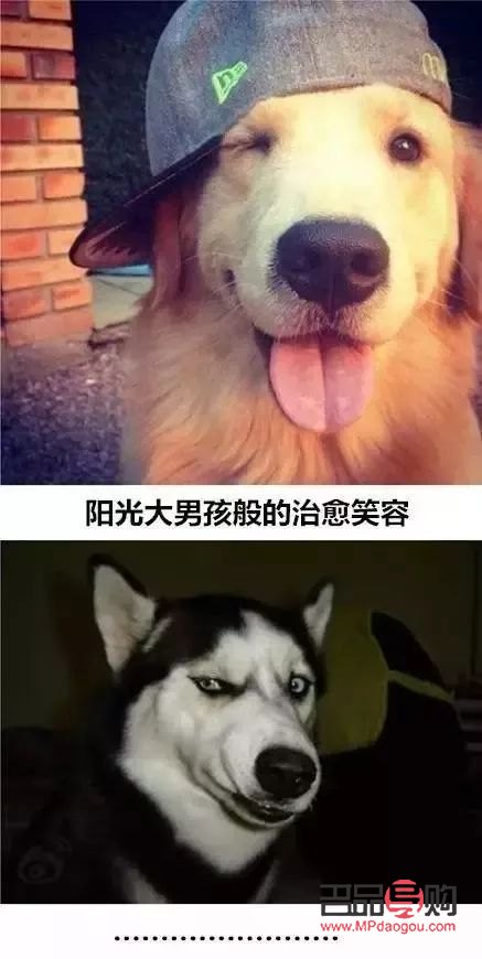 哈狗喂養(yǎng)怎么領(lǐng)取禮物(哈狗游戲喂養(yǎng)的禮物怎么領(lǐng)取)