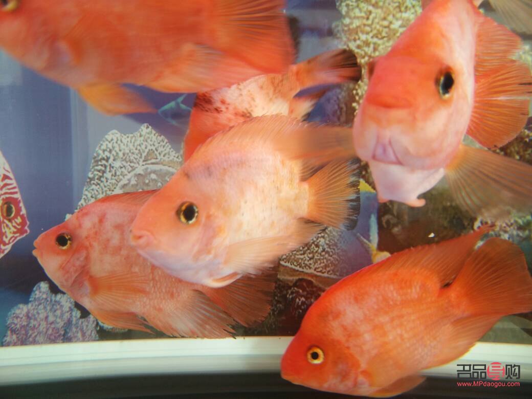 <h3>鸚鵡魚眼睛凸出原因及應(yīng)對(duì)方法</h3>