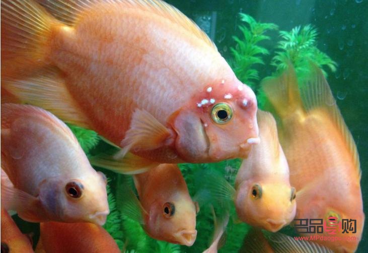 <h3>鸚鵡魚眼睛凸出原因及應(yīng)對(duì)方法</h3>