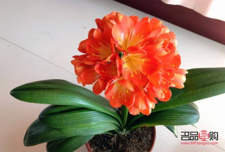 凱之雅美容怎么樣(凱之雅美容怎么樣好不好)