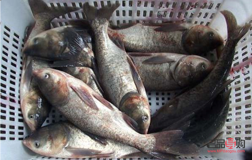 探秘鯉魚的美容奧秘