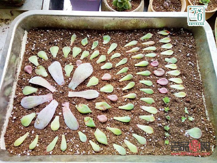 春天怎樣護理身體(春天怎樣護理身體最好)