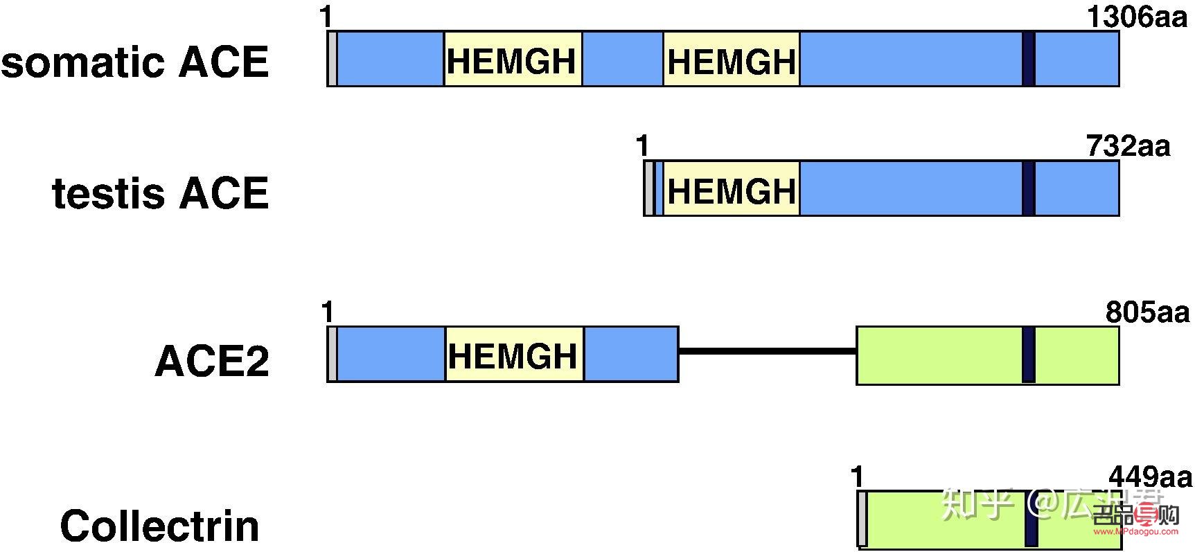 美容貼怎么用：一篇詳盡的使用指南