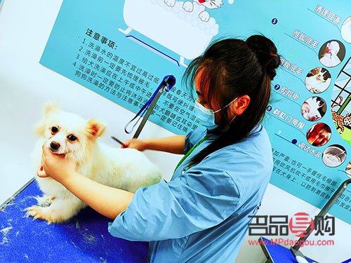 寵物美容怎么自學(xué)(寵物美容怎么自學(xué)的)