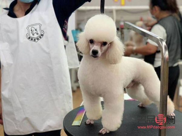 寵物美容怎么自學(xué)(寵物美容怎么自學(xué)的)