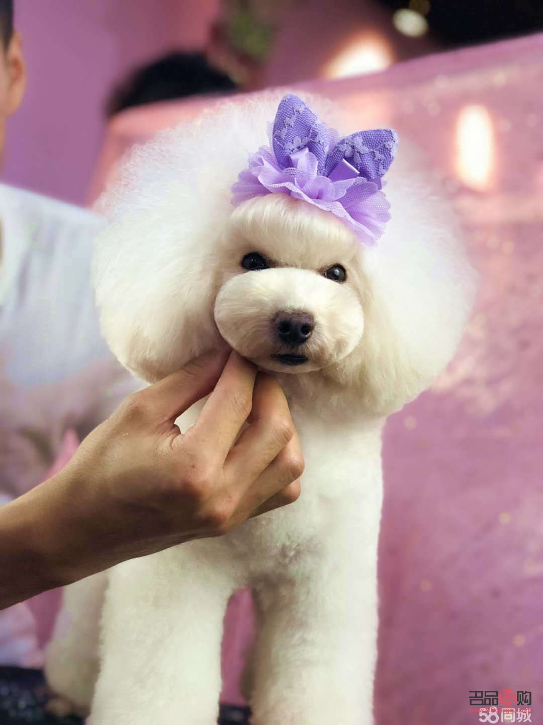 寵物美容怎么自學(xué)(寵物美容怎么自學(xué)的)