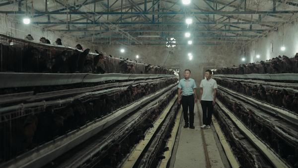 普惠金融賦能新農(nóng)人，平安融易助固始雞“飛”出大山