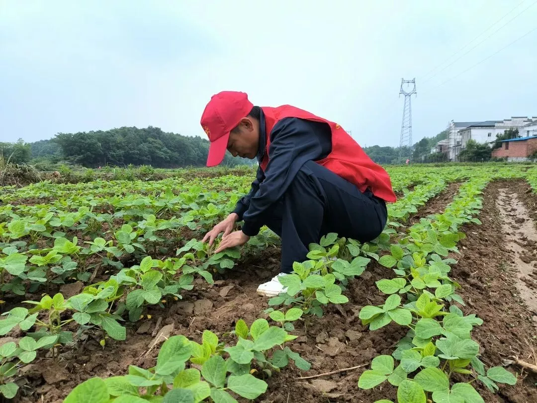 世界糧食日｜解鎖中國飯碗的人保守護(hù)密碼