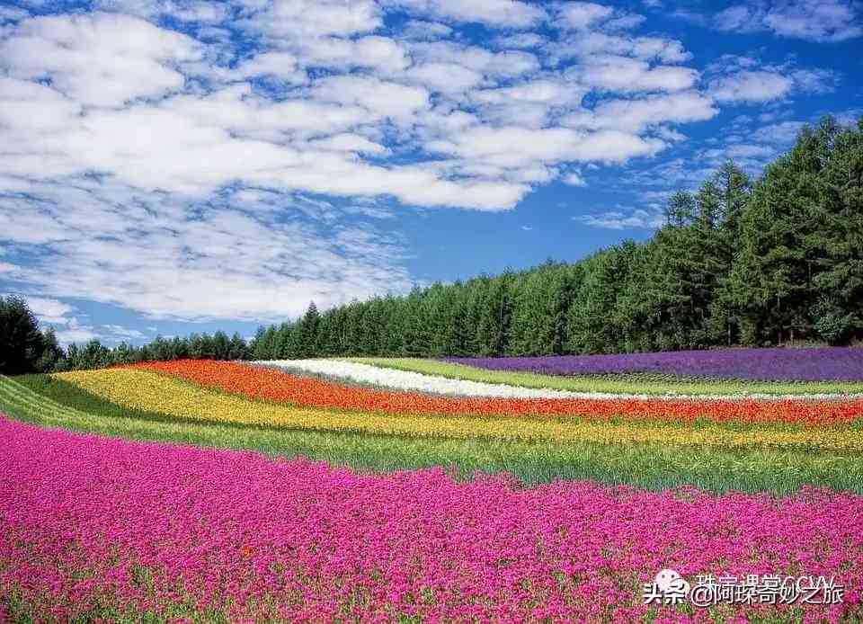 海藍寶五行屬什么(海蘭寶五行)