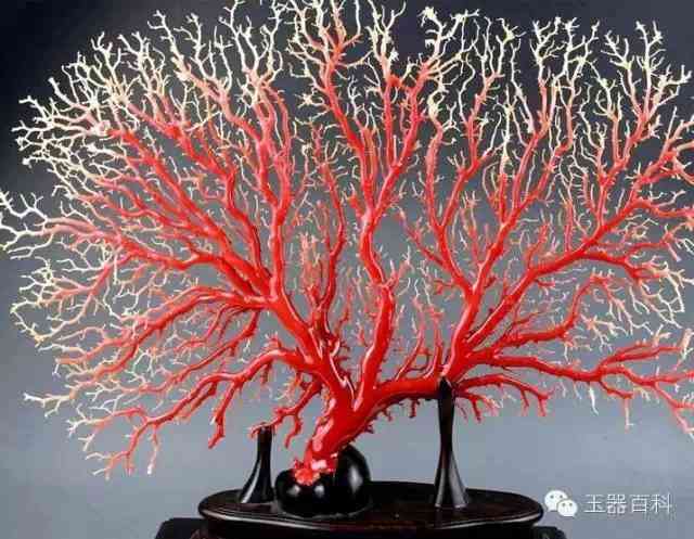 紅珊瑚珠子值錢嗎(紅珊瑚吊墜值錢嗎)