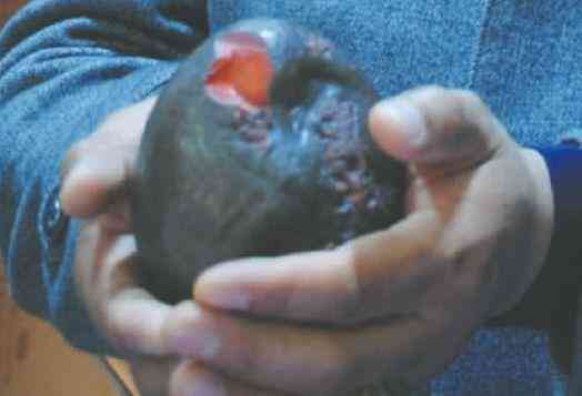 天然瑪瑙奇石價格200萬(20萬瑪瑙奇石圖片)