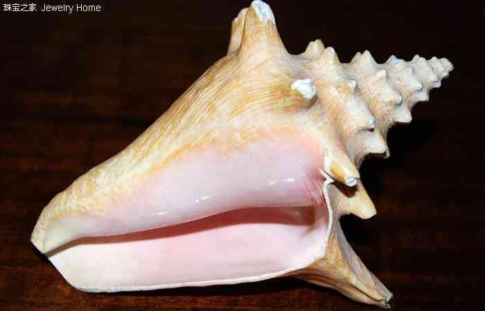 海螺珠是什么寶石(海螺珠是什么寶石的)