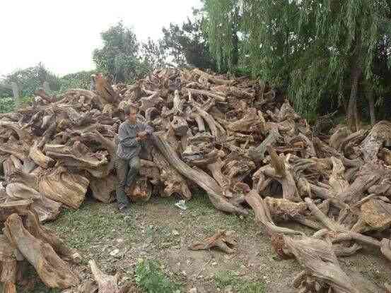 崖柏手串價格(太行山崖柏手串價格)