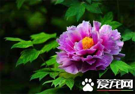 藍(lán)田玉有幾種顏色(藍(lán)田玉翠玉是什么顏色)