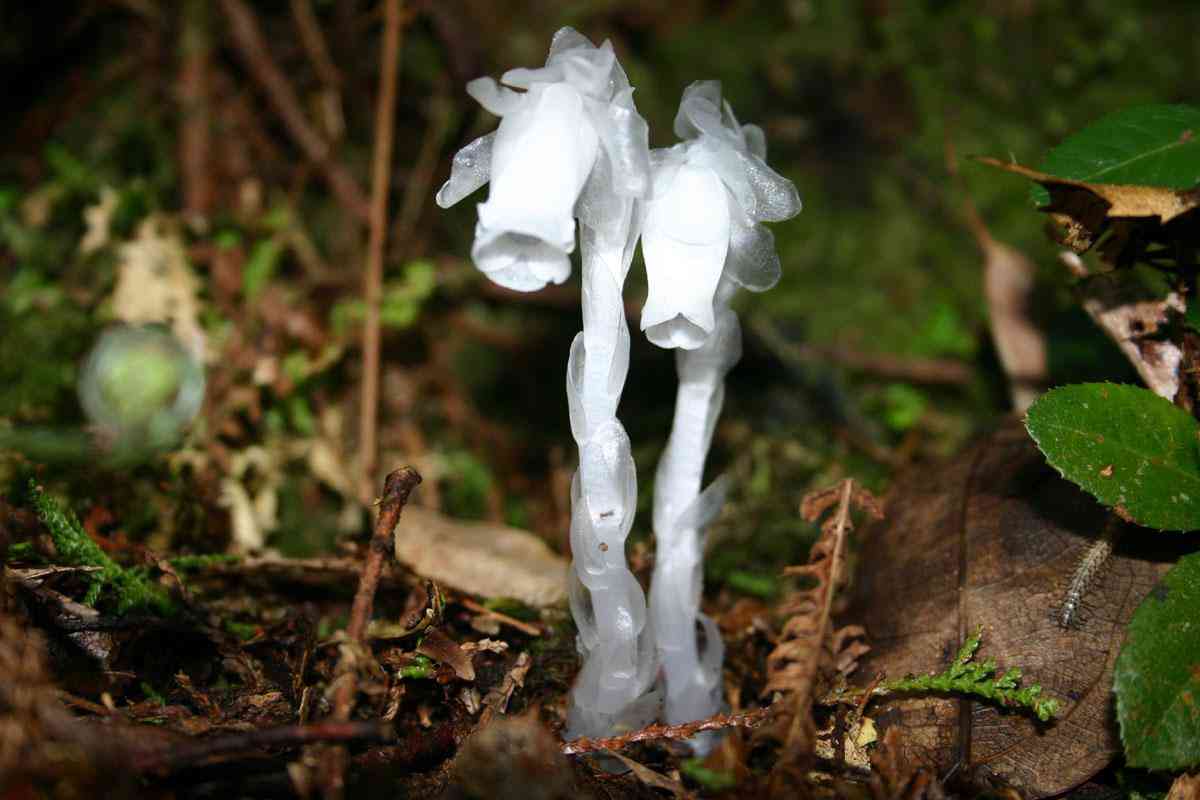 紅水晶的功效與作用(紅水晶的功效與作用寓意)