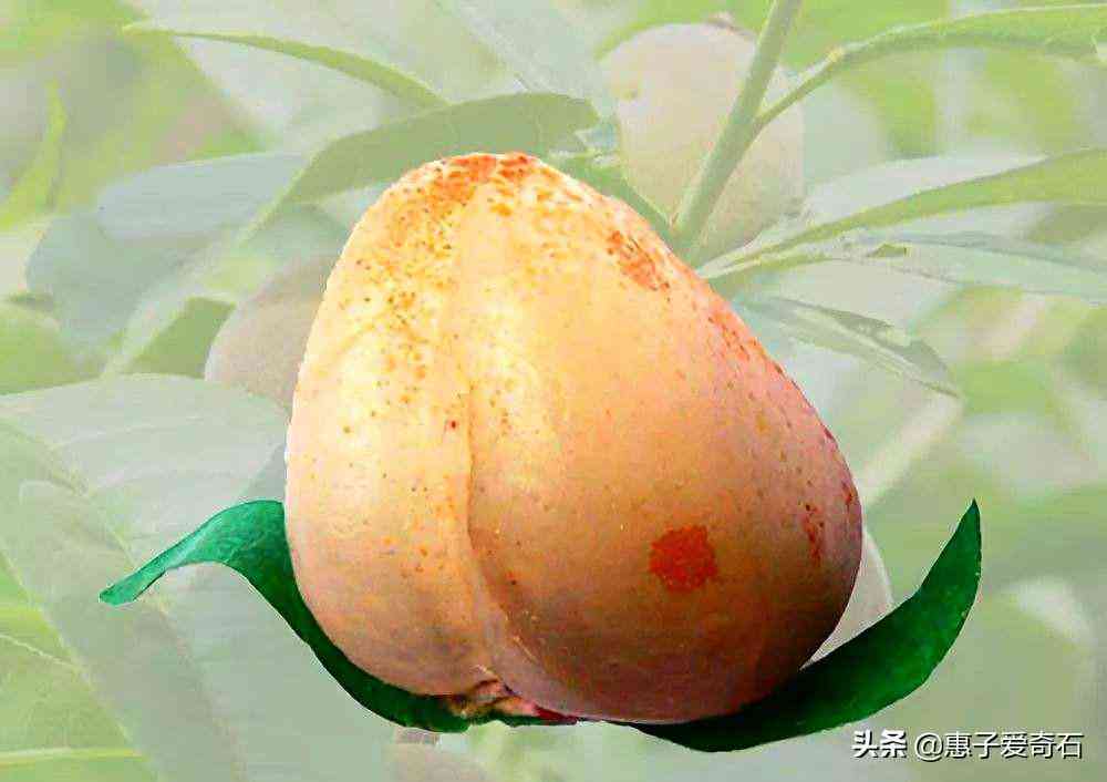 黃蠟石冰種原石價(jià)格(黃蠟石冰種原石圖片)插圖25