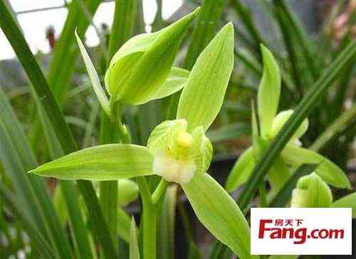 珍珠在風水上的作用(真假珍珠的10種鑒別方法)插圖3