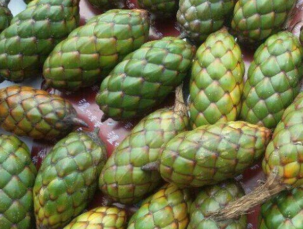 菩提子手串有什么好處(怎么鑒定菩提根手串真假)插圖1