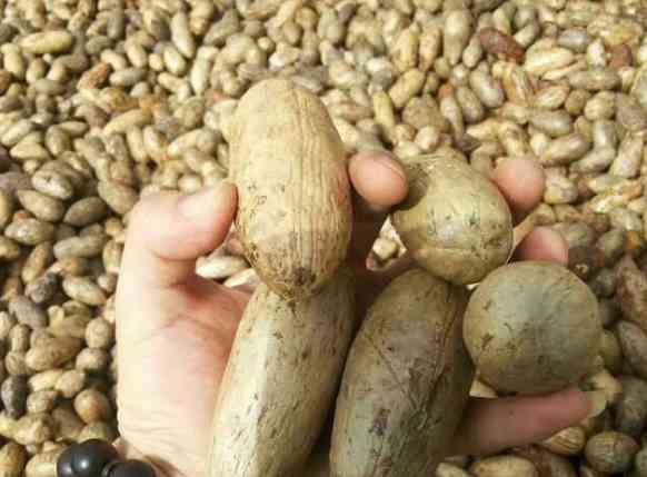 菩提子手串有什么好處(怎么鑒定菩提根手串真假)插圖2