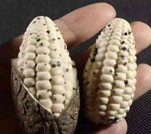 菩提子手串有什么好處(怎么鑒定菩提根手串真假)插圖5