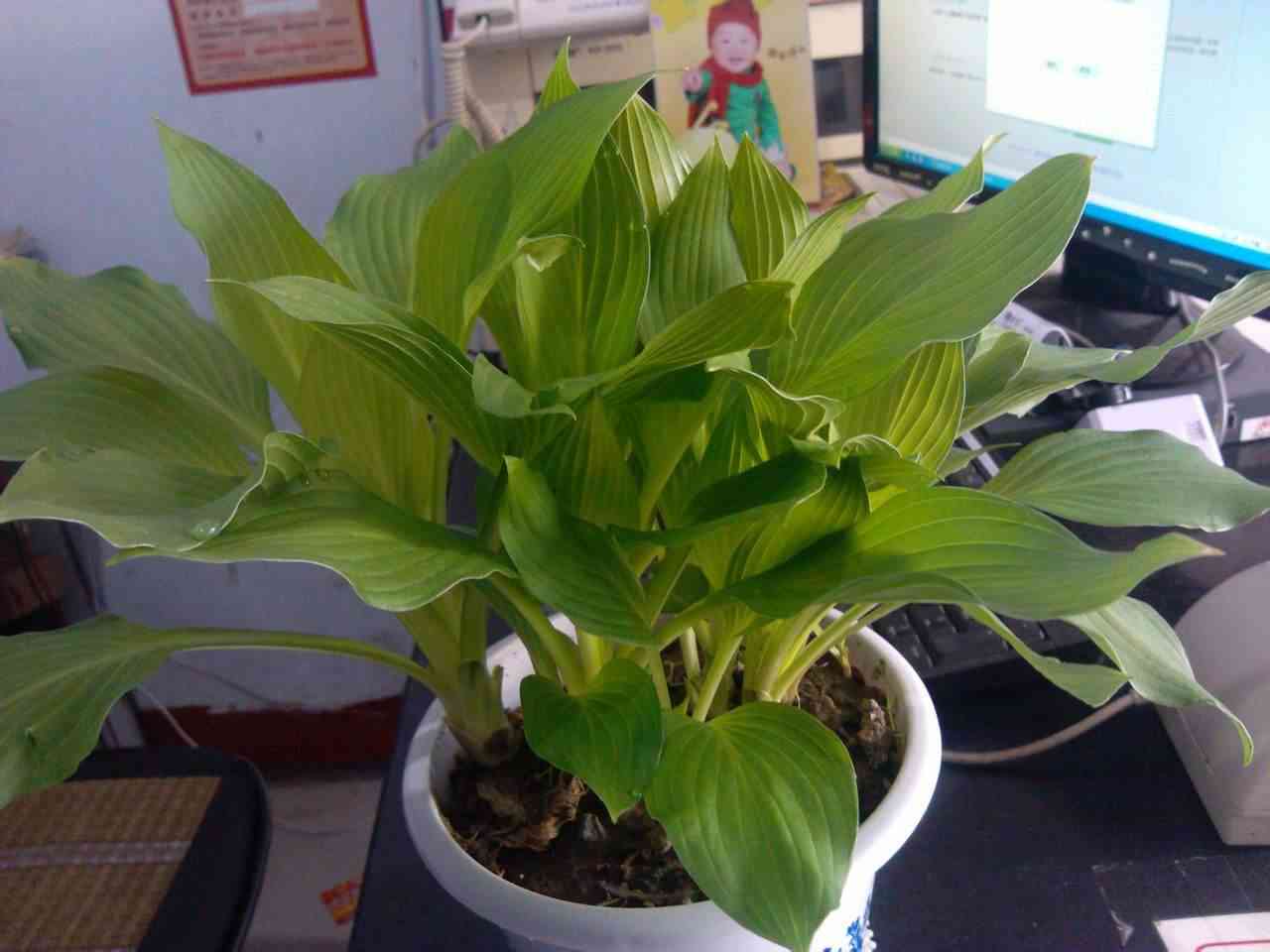 金鉆有毒嗎(大葉綠公主金鉆有毒嗎)插圖1