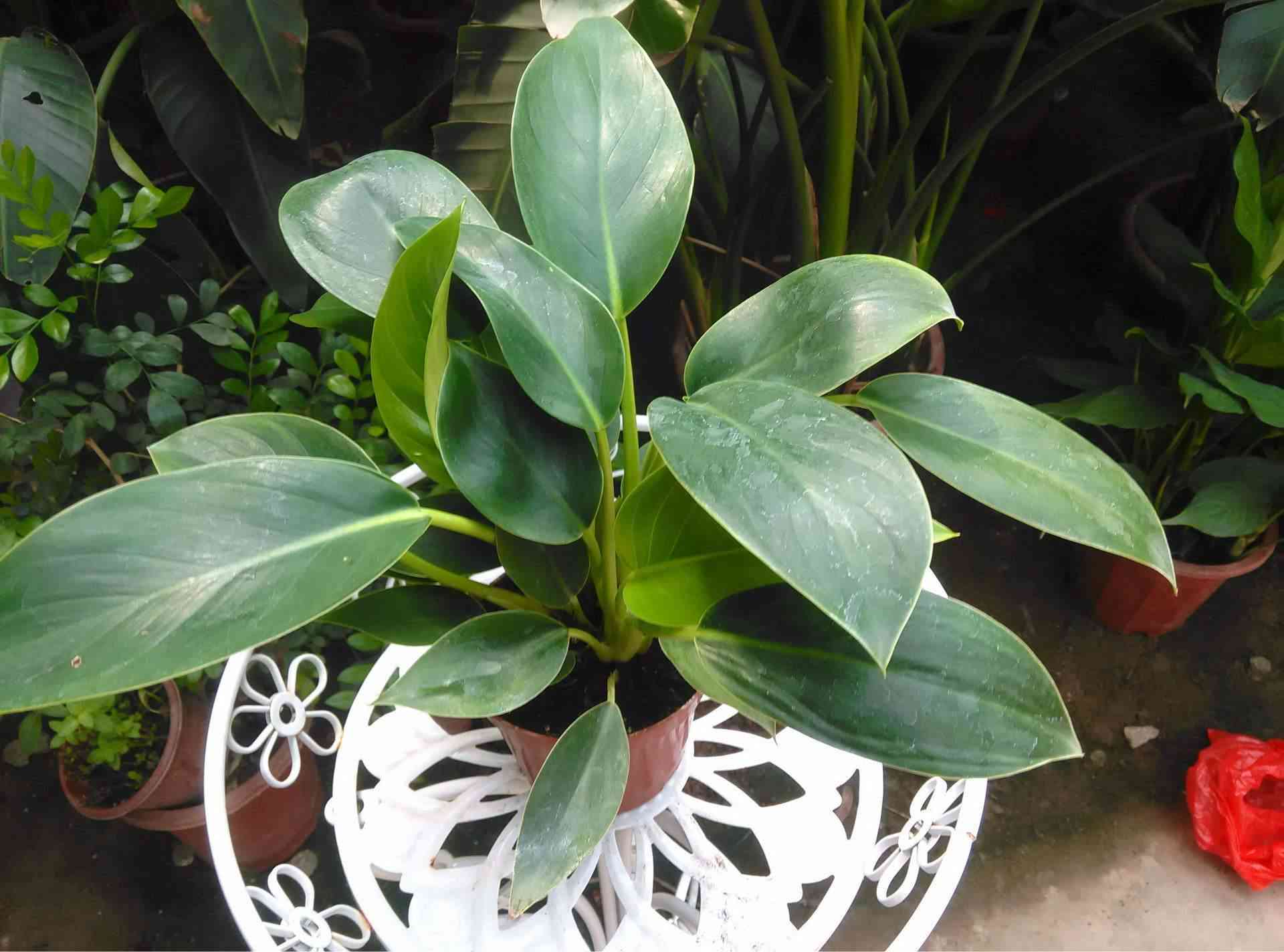 金鉆有毒嗎(大葉綠公主金鉆有毒嗎)插圖2