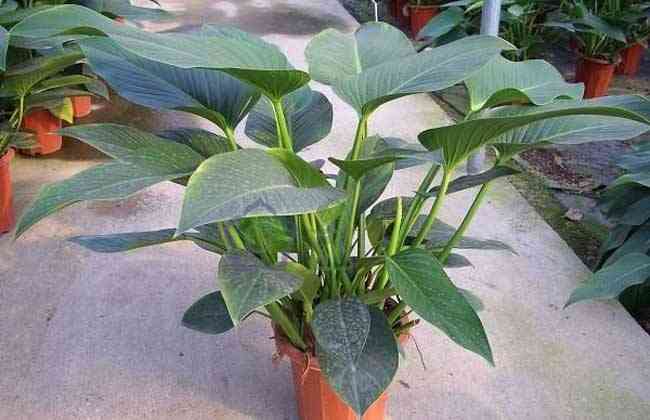 金鉆有毒嗎(大葉綠公主金鉆有毒嗎)插圖4